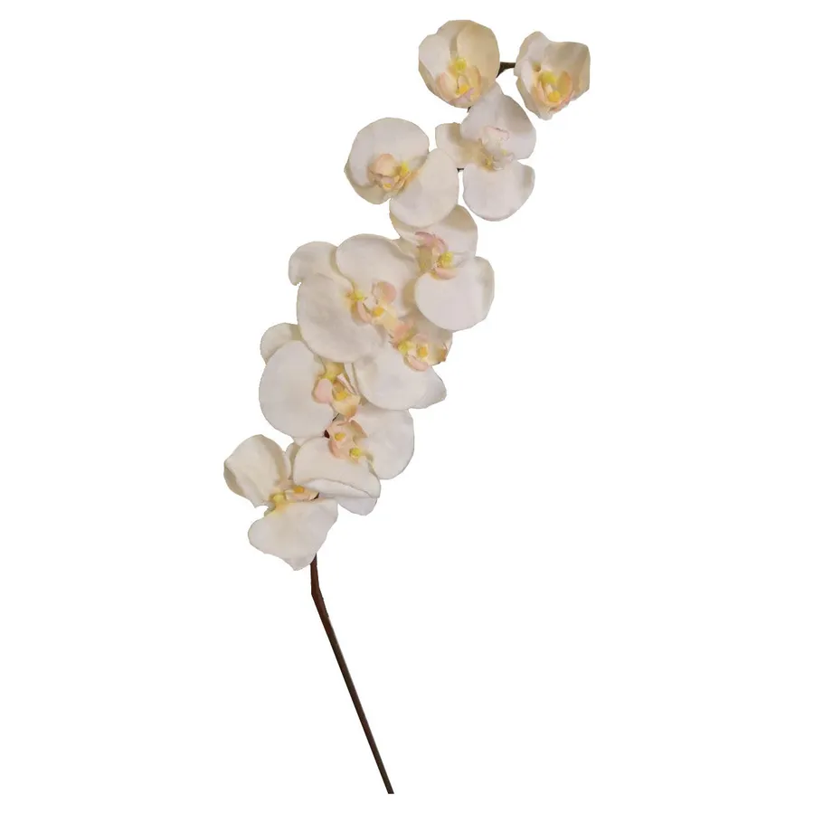 Фаленопсис бархатный светло-персиковый - Фото основное 1