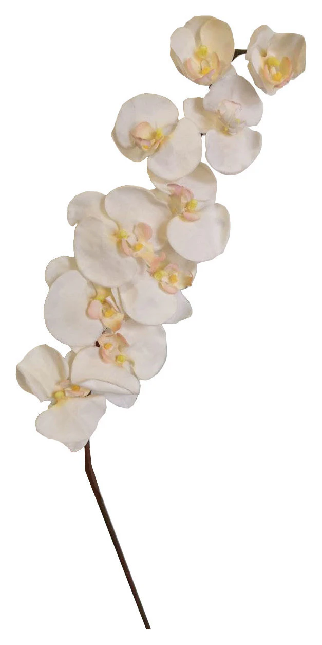 Фаленопсис бархатный светло-персиковый