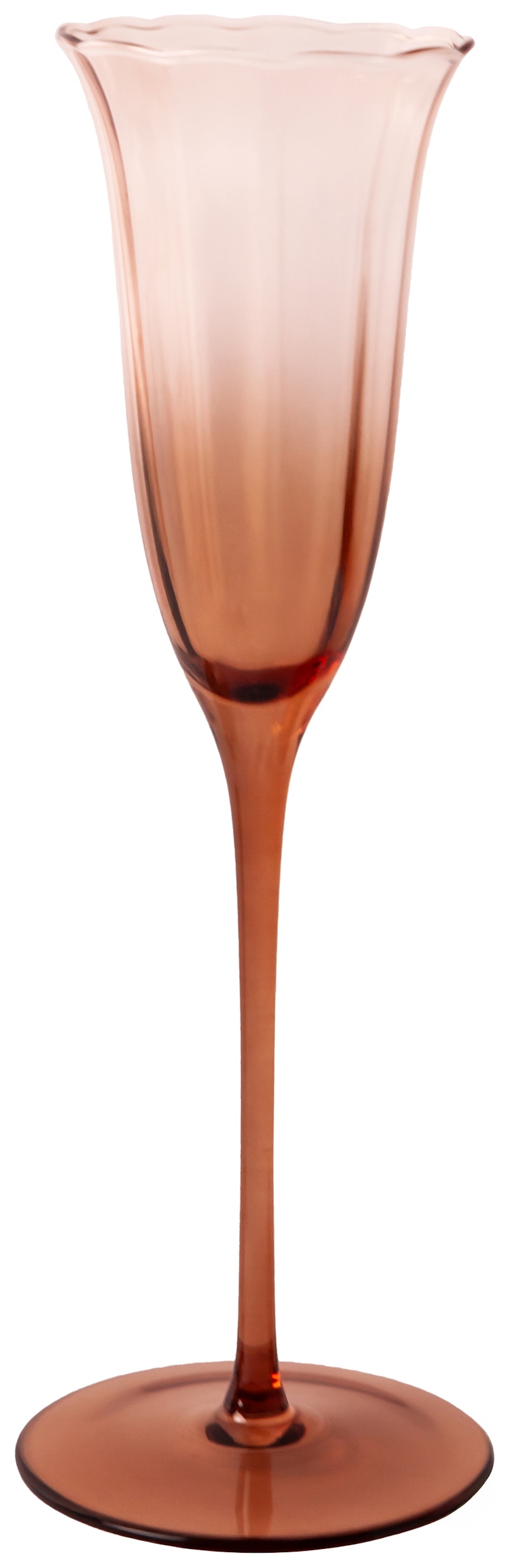 Шампанка Блуми Остеоспермум