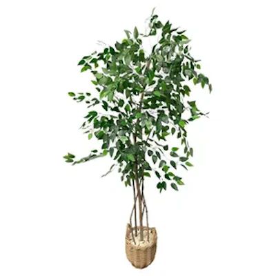 Фикус Бенджамин - изображение 1