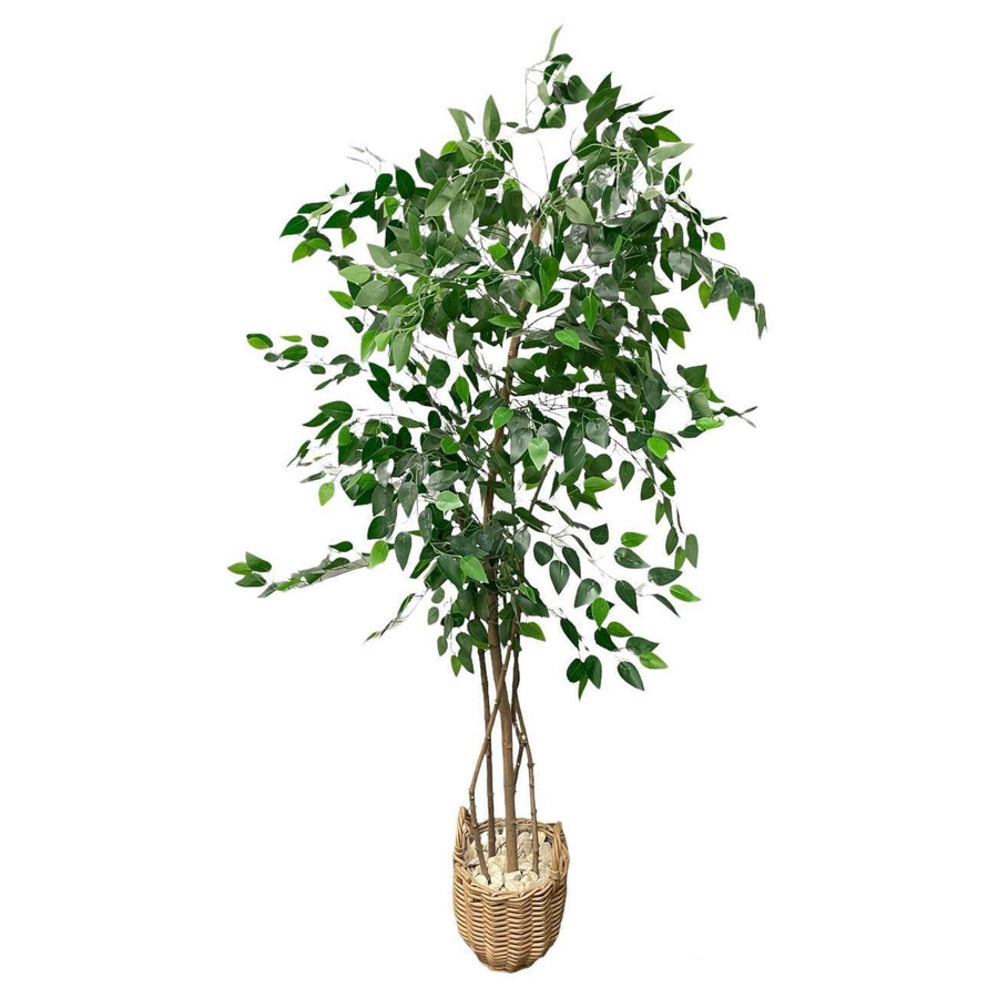 Фикус Бенджамин - Фото миниатюра 1