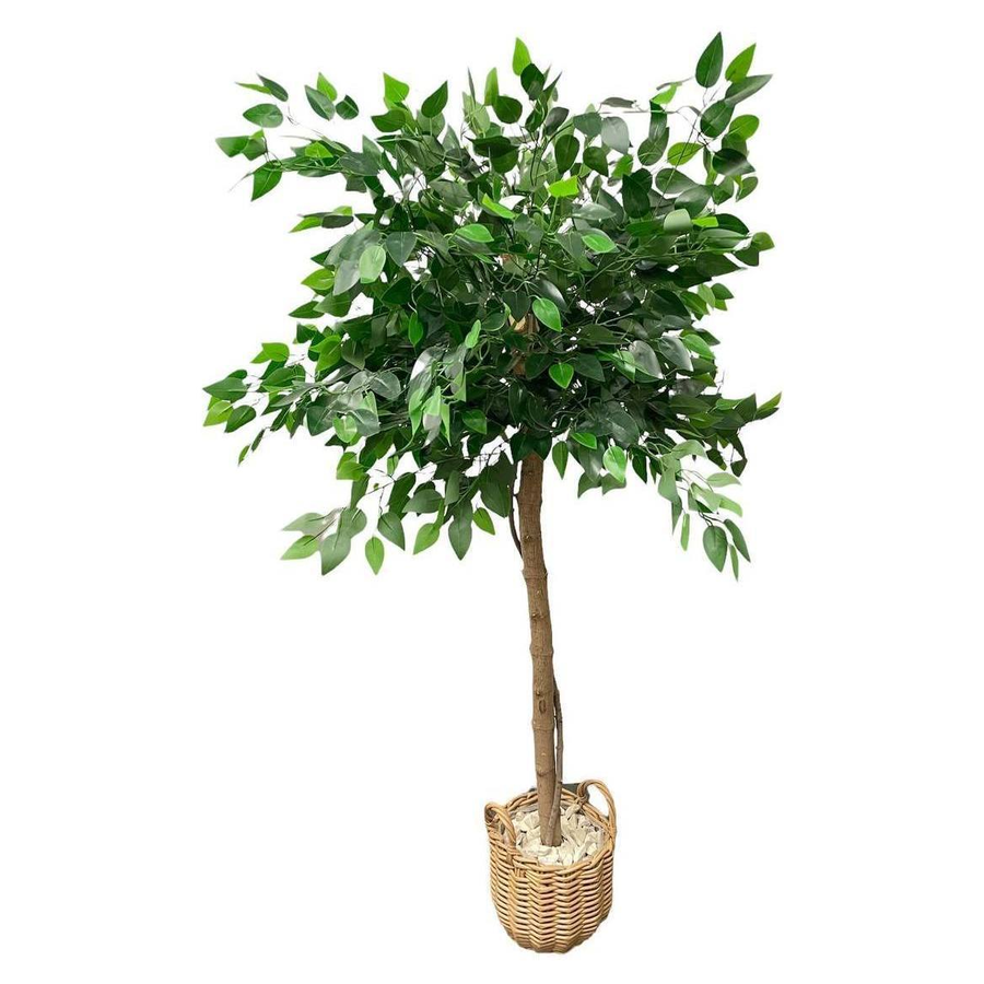 Фикус Бенджамин на ножке - Фото миниатюра 1