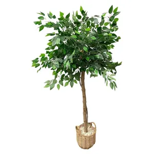 Фикус Бенджамин на ножке